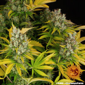 Barneys Farm GMO - 3 feminisierte Samen