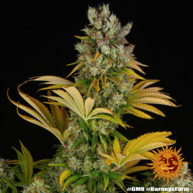 Barneys Farm GMO - 3 feminisierte Samen