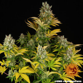 Barneys Farm GMO - 3 feminisierte Samen