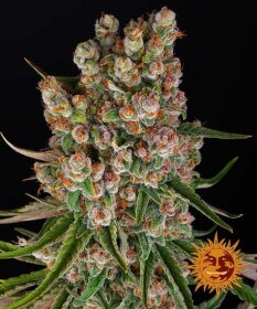 Barneys Farm GMO AUTO - 3 automated seeds