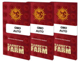 Barneys Farm GMO AUTO - 3 automated seeds