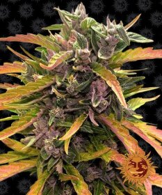 Barneys Farm Gorilla Glue AUTO - 3 automated seeds