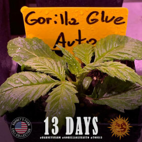 Barneys Farm Gorilla Glue AUTO - 3 autoflowering Samen