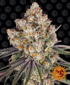 Barneys Farm Ice Cream Cake - 3 feminized seeds