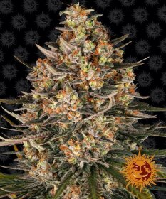 Barneys Farm Lemon Drizzle - 3 feminized seeds