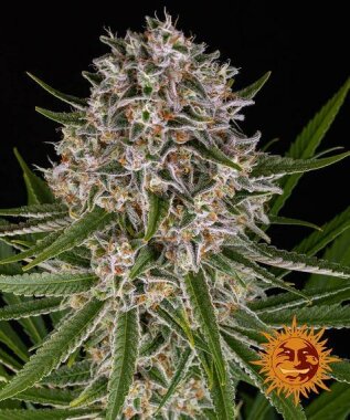 Barneys Farm Lemon Haze AUTO - 3 autoflowering Samen