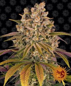 Barneys Farm Lemon Tree - 3 feminized seeds