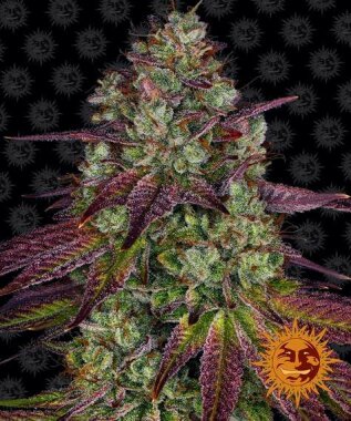 Barneys Farm Mimosa EVO - 3 feminized seeds