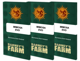 Barneys Farm Mimosa EVO - 3 feminisierte Samen