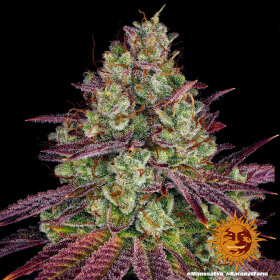 Barneys Farm Mimosa EVO - 3 feminisierte Samen