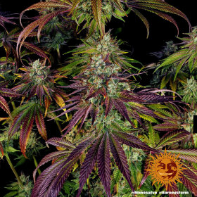 Barneys Farm Mimosa EVO - 3 feminisierte Samen