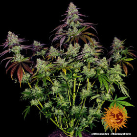 Barneys Farm Mimosa EVO - 3 feminisierte Samen