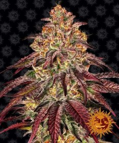 Barneys Farm Mimosa x Orange Punch AUTO - 3 automated seeds