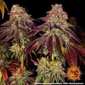 Barneys Farm Mimosa x Orange Punch AUTO - 3 autoflowering Samen