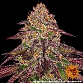 Barneys Farm Mimosa x Orange Punch AUTO - 3 autoflowering Samen