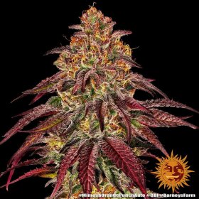 Barneys Farm Mimosa x Orange Punch AUTO - 3 automatisierte Samen