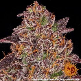 Barneys Farm Mimosa x Orange Punch AUTO - 3 automatisierte Samen