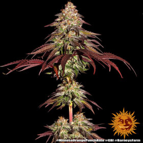 Barneys Farm Mimosa x Orange Punch AUTO - 3 automatisierte Samen