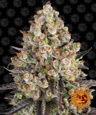 Barneys Farm OG Kush - 3 feminisierte Samen