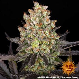 Barneys Farm OG Kush - 3 feminisierte Samen