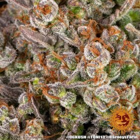 Barneys Farm OG Kush - 3 feminisierte Samen