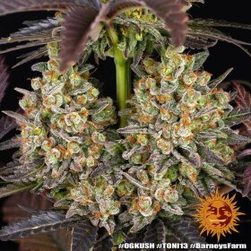 Barneys Farm OG Kush - 3 feminisierte Samen