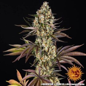 Barneys Farm OG Kush - 3 feminisierte Samen