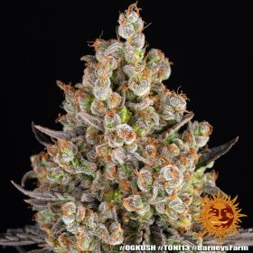 Barneys Farm OG Kush - 3 feminisierte Samen