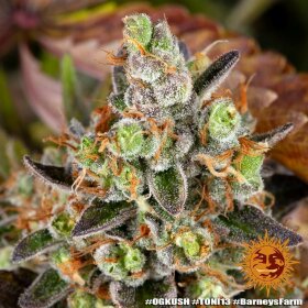 Barneys Farm OG Kush - 3 feminisierte Samen