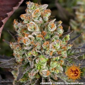 Barneys Farm OG Kush - 3 feminisierte Samen