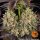 Barneys Farm OG Kush - 3 feminisierte Samen