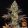 Barneys Farm OG Kush - 3 feminisierte Samen