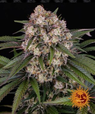 Barneys Farm OG Kush AUTO - 3 autoflowering Samen