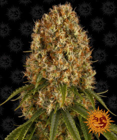 Barneys Farm Orange Sherbert - 3 feminized seeds