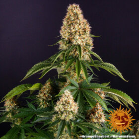 Barneys Farm Orange Sherbert - 3 feminisierte Samen