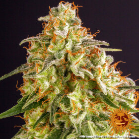 Barneys Farm Orange Sherbert - 3 feminisierte Samen