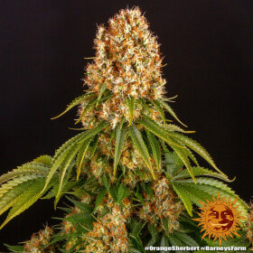 Barneys Farm Orange Sherbert - 3 feminisierte Samen