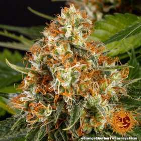 Barneys Farm Orange Sherbert - 3 feminisierte Samen