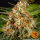 Barneys Farm Orange Sherbert - 3 feminisierte Samen