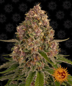 Barneys Farm Pink Kush - 3 feminized seeds