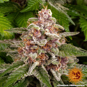 Barneys Farm Pink Kush - 3 feminisierte Samen