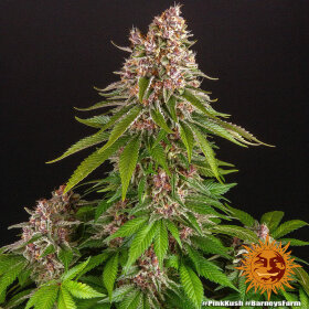 Barneys Farm Pink Kush - 3 feminisierte Samen