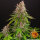 Barneys Farm Pink Kush - 3 feminisierte Samen