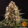 Barneys Farm Pink Kush - 3 feminisierte Samen