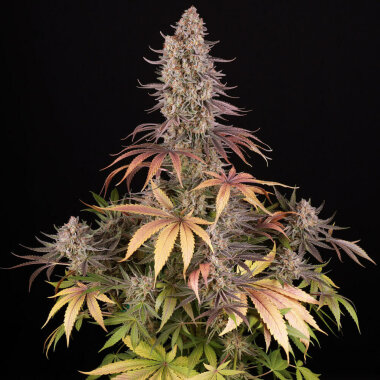 Barneys Farm Sour Strawberry - 3 feminisierte Samen