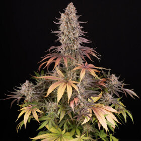 Barneys Farm Sour Strawberry - 3 feminized seeds