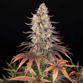 Barneys Farm Sour Strawberry - 3 feminisierte Samen