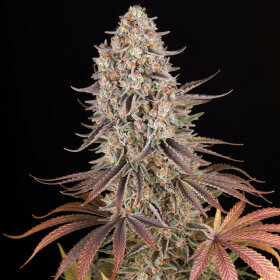 Barneys Farm Sour Strawberry - 3 feminisierte Samen