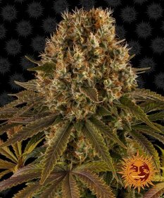 Barneys Farm Strawberry Lemonade - 3 feminized seeds