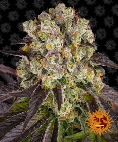 Barneys Farm Purple Punch x Lemon Drizzle - 3 feminized seeds